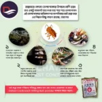 Infographic showing common causes of kitchen cockroach infestation and prevention tips
